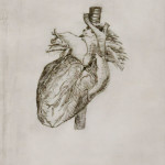 Heart Study, Etching, 16"x24", 2011