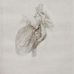 Heart Study, Etching, 16"x24", 2011