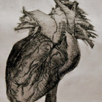 Heart Study, Etching, 16"x24", 2011