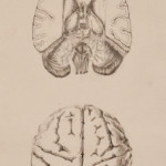 Brain Study, Graphite, 8"x24", 2012