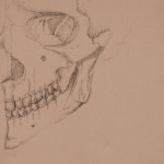 Skull Study, Graphite, 9"x13", 2012