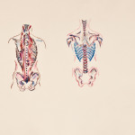 Skeletal Study No. 2, Monoprint, 24"x36", 2012