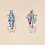 Skeletal Study No. 1, Monoprint, 24"x36", 2012