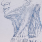 Muscles of the Neck, Graphite on Mylar, 10"x13", 2012